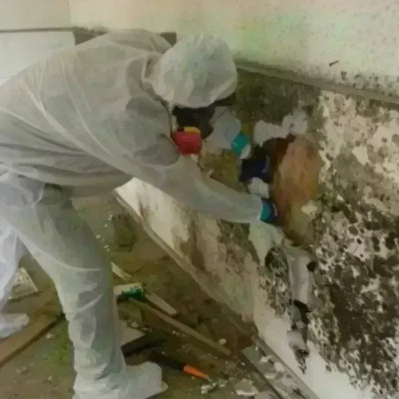 Mold Remediation and Removal in Somerset, OH